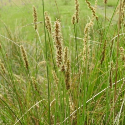 Carex appressa (Tall Sedge) at Wanniassa Hill - 28 Oct 2016 by RyuCallaway