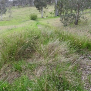 Carex appressa at Wanniassa Hill - 29 Oct 2016 10:05 AM