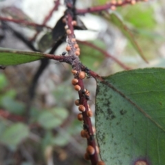 Eriococcus coriaceus at Wanniassa Hill - 29 Oct 2016