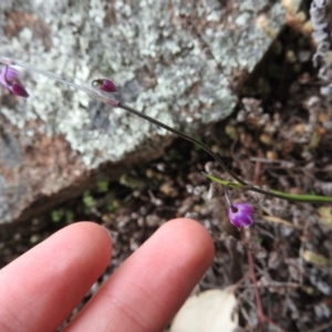 Arthropodium minus at Wanniassa Hill - 29 Oct 2016