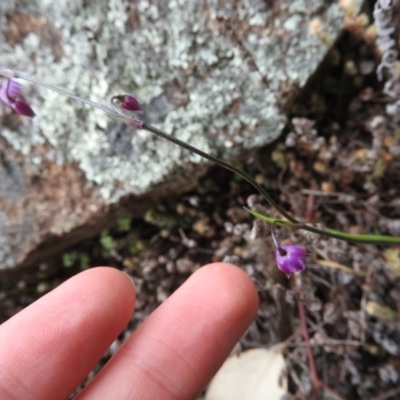 Arthropodium minus (Small Vanilla Lily) at Wanniassa Hill - 28 Oct 2016 by RyuCallaway