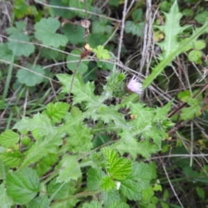 Carduus tenuiflorus at Wanniassa Hill - 29 Oct 2016 10:17 AM