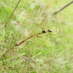 Chrysolina quadrigemina at Wanniassa Hill - 29 Oct 2016 10:23 AM