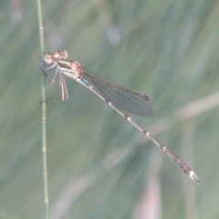 Austrolestes analis (Slender Ringtail) at Pine Island to Point Hut - 10 Dec 2016 by michaelb