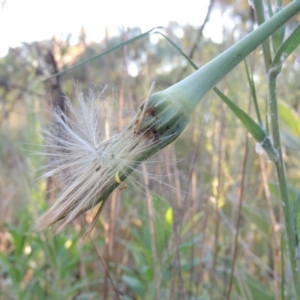 Tragopogon dubius at Bonython, ACT - 10 Dec 2016 08:15 PM