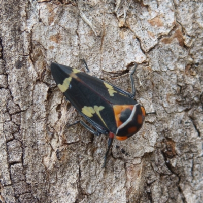 Eurymeloides pulchra (Gumtree hopper) at Gungahlin, ACT - 24 Jan 2017 by CedricBear