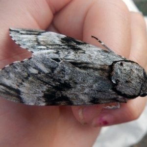 Psilogramma casuarinae at Higgins, ACT - 25 Jan 2017 05:31 PM