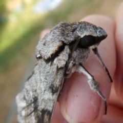 Psilogramma casuarinae at Higgins, ACT - 25 Jan 2017 05:31 PM