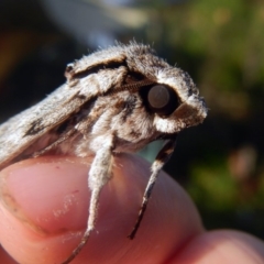 Psilogramma casuarinae at Higgins, ACT - 25 Jan 2017 05:31 PM