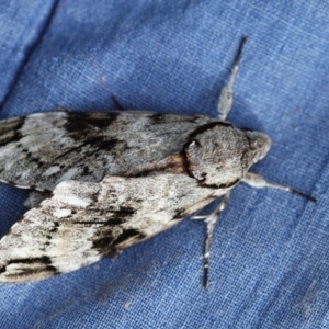 Psilogramma casuarinae at Higgins, ACT - 25 Jan 2017