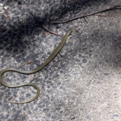 Delma inornata (Olive Legless-lizard) at Belconnen, ACT - 11 Dec 2010 by AlisonMilton