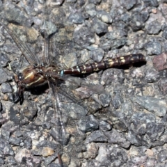 Adversaeschna brevistyla (Blue-spotted Hawker) at Belconnen, ACT - 11 Dec 2010 by Alison Milton