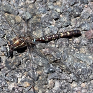 Adversaeschna brevistyla at Belconnen, ACT - 11 Dec 2010