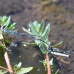 Austrolestes leda (Wandering Ringtail) at Belconnen, ACT - 11 Dec 2010 by AlisonMilton