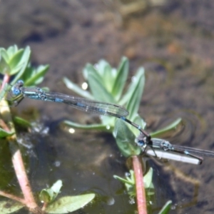 Austrolestes leda at Belconnen, ACT - 11 Dec 2010