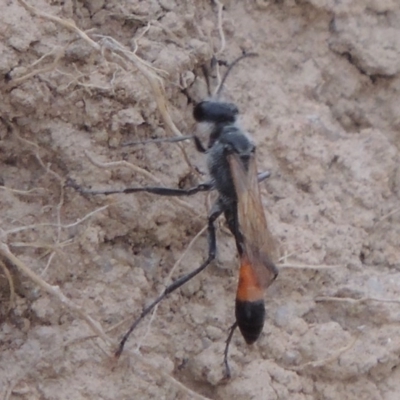 Podalonia tydei (Caterpillar-hunter wasp) at Kambah, ACT - 24 Jan 2017 by michaelb