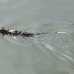 Hydromys chrysogaster (Rakali or Water Rat) at Belconnen, ACT - 25 May 2014 by Alison Milton