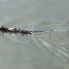 Hydromys chrysogaster (Rakali or Water Rat) at Belconnen, ACT - 25 May 2014 by AlisonMilton