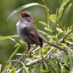 Malurus cyaneus (Superb Fairywren) at Jerrabomberra Wetlands - 21 Nov 2015 by AlisonMilton