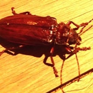Paroplites australis at Barragga Bay, NSW - 22 Jan 2017 09:56 PM