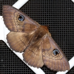 Dasypodia selenophora (Southern old lady moth) at Higgins, ACT - 25 Jan 2017 by Alison Milton