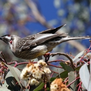 Anthochaera carunculata at Higgins, ACT - 17 Jul 2016