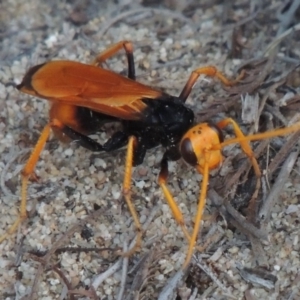 Cryptocheilus bicolor at Tennent, ACT - 4 Jan 2017 12:00 AM