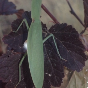 Orthodera ministralis at Burra, NSW - 26 Jan 2017 08:54 AM