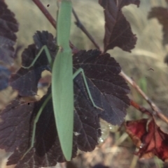 Orthodera ministralis at Burra, NSW - 26 Jan 2017 08:54 AM