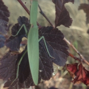 Orthodera ministralis at Burra, NSW - 26 Jan 2017 08:54 AM