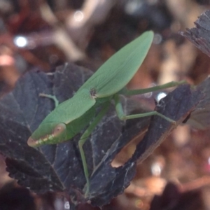 Orthodera ministralis at Burra, NSW - 26 Jan 2017 08:54 AM