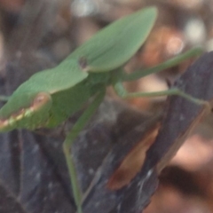 Orthodera ministralis at Burra, NSW - 26 Jan 2017 08:54 AM