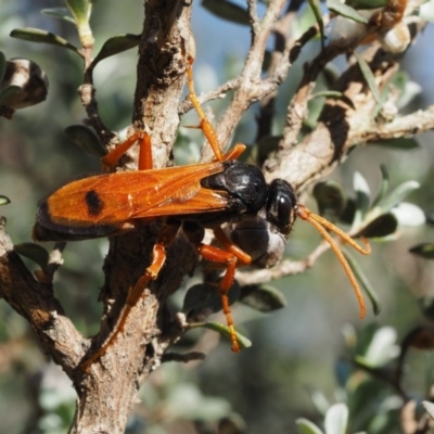 Calopompilus affectata (Spider wasp) at Paddys River, ACT - 21 Jan 2017 by KenT