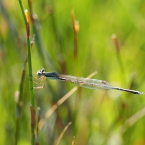 Austrolestes analis at Paddys River, ACT - 21 Jan 2017 09:36 AM