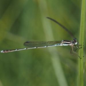 Austrolestes analis at Paddys River, ACT - 21 Jan 2017 09:36 AM