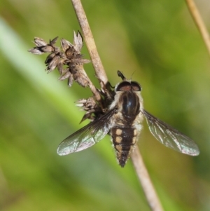 Trichophthalma sp. (genus) at Paddys River, ACT - 21 Jan 2017