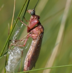 Mantispidae (family) (Unidentified mantisfly) at Paddys River, ACT - 20 Jan 2017 by KenT