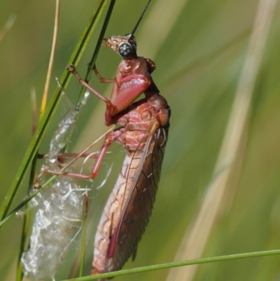 Mantispidae (family) (Unidentified mantisfly) at Paddys River, ACT - 21 Jan 2017 by KenT