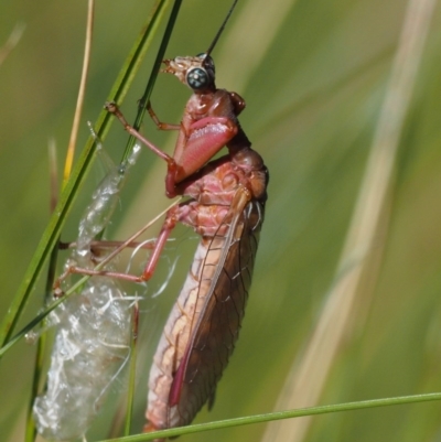 Mantispidae (family) (Unidentified mantisfly) at Gibraltar Pines - 21 Jan 2017 by KenT