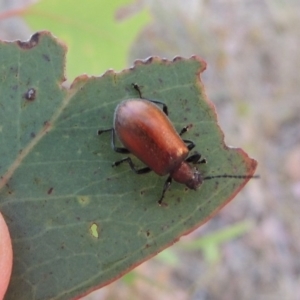 Ecnolagria grandis at Kambah, ACT - 24 Jan 2017