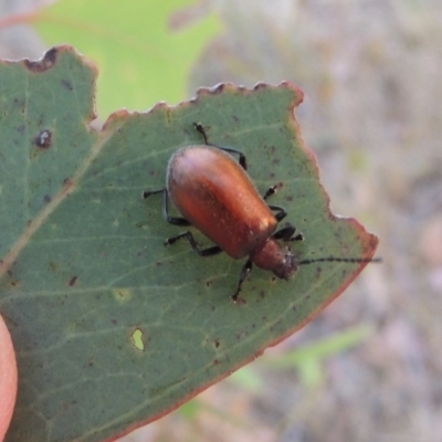 Ecnolagria grandis (Honeybrown beetle) at Urambi Hills - 24 Jan 2017 by michaelb