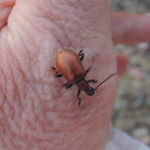 Ecnolagria grandis at Kambah, ACT - 24 Jan 2017