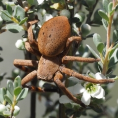 Neosparassus sp. (genus) (Unidentified Badge huntsman) at Paddys River, ACT - 20 Jan 2017 by KenT