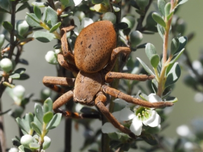 Neosparassus sp. (genus) (Badge huntsman) at Paddys River, ACT - 21 Jan 2017 by KenT