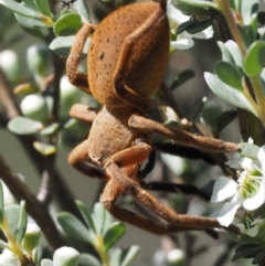 Neosparassus sp. (genus) at Paddys River, ACT - 21 Jan 2017 10:02 AM