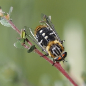 Scaptia patula at Paddys River, ACT - 21 Jan 2017