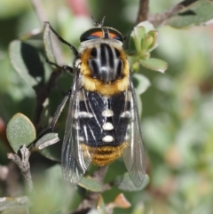 Scaptia patula at Paddys River, ACT - 21 Jan 2017