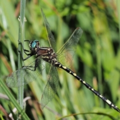 Synthemis eustalacta (Swamp Tigertail) at Paddys River, ACT - 21 Jan 2017 by KenT