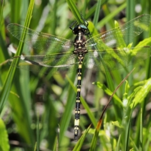 Synthemis eustalacta at Paddys River, ACT - 21 Jan 2017 12:55 PM