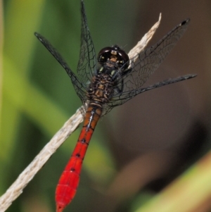 Nannophya dalei at Paddys River, ACT - 21 Jan 2017